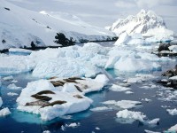     - Crab-Eater Seals, Peterman Island, Antarctic Peninsula