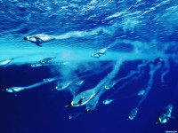     - Swimming Emperor Penguins, Antarctica