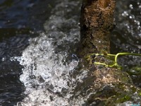     - White-Water-Log