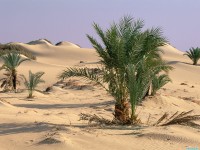     - Oasis Dakhia Sahara Desert Egypt