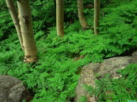     - Ferns and Aspens Rocky Mountain National Park Colorado