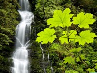     - Unnamed Falls and Devils Club in Spring Boulder River Wilderness Washington