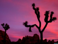     - Sunset Joshua Tree National Park California