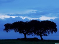     - Quercus Ilex Monfrague Natural Park Extremadura Spain