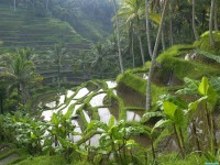     - Terraced Rice Paddy Ubud Area Bali Indonesia