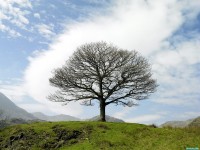     - Single Tree Lake District Near Little Langdale England