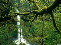     - Moss-Covered Trees Near North Falls Silver Falls State Park Oregon