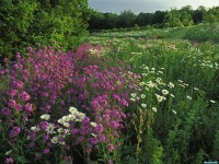     - Summer Wildflowers Kentucky