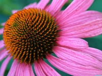     - Purple Cone Flower