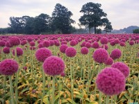     - Field of Pink Onions Wassenaar in the Schieland Region Holland The Netherlands