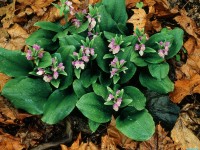     - Showy Orchis in Bloom Great Smoky Mountains National Park Tennessee