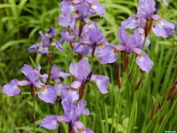     - Flowering Irises