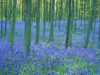     - Bluebells in the Forest