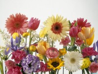     - Springtime Arrangement