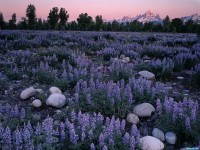     - Sunrise Glow on a Field of Lupine and the Teton Range Wyoming