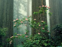     - Rhododendrons in Bloom Redwood National Park California