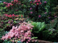     - Azaleas and Rhododendrons