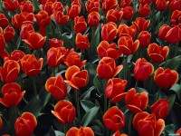     - Bed of Red Tulips