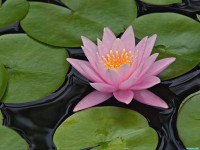     - Hybrid Water Lily Louisville Kentucky