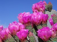     - Beavertail Cactus Joshua Tree National Park California