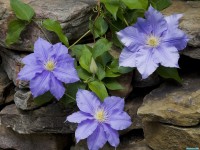     - Clematis