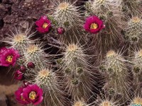     - Hedgehog Cactus Sonora Desert Museum Tucson Arizona