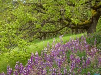     - Lupine and Oak Tree Redwood National Park California