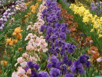     - Iris Farm