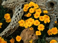     - Mexican Goldpoppies Oregonpipe Cactus National Monument Arizona