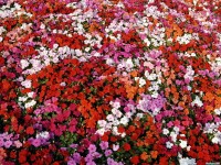     - Bed of Impatiens