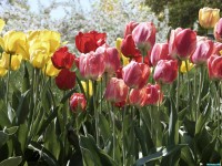     - Colorful Tulips