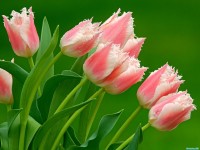     - Parrot Tulips