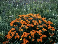     - Butterfly Weed in Bloom Schulenberg Prairie Morton Arboretum Illinois