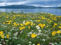     - Field of Arctic Poppies Near Nain Labrador Canada