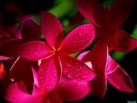     - Red Plumeria