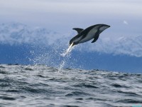     - Dusky Dolphin, New Zealand