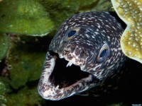     - Spotted Moray Eel