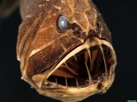     - Savage of the Deep, Fangtooth, Eastern Pacific Ocean