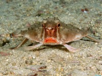     - Red-Lipped Batfish, Cocos Island, Costa Rica