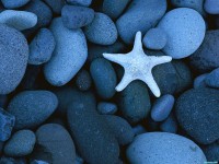     - Sea Star on a Rocky Beach, Baja California, Mexico