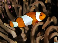     - Percula Clownfish, Indo-Pacific