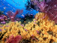     - Soft Yellow Corals and Anthias Fish