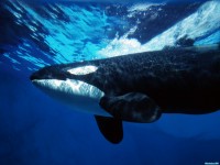     - Orca Whale Underwater