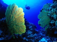     - Gorgonian Fan