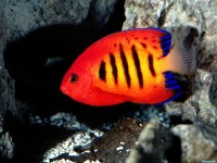     - Flame Angelfish