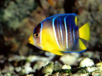     - Caribbean Blue Angelfish, Gulf Of Mexico