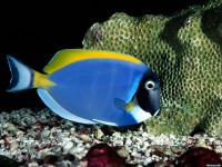     - Powder Blue Tang