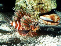     - On Patrol, Lionfish