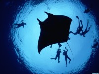     - Divers With a Giant Manta Ray