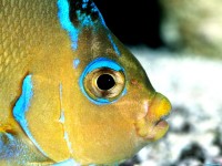     - Atlantic Blue Angelfish